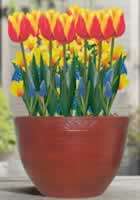 003 pot flowering closed jpg