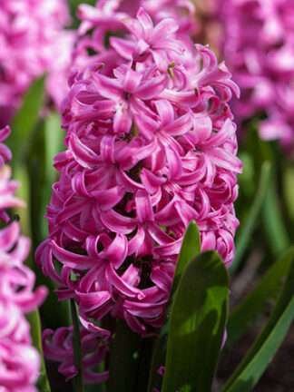 Jácint Pink Pearl