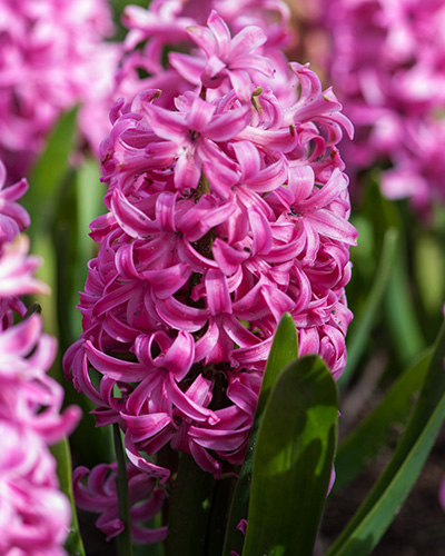 Jácint Pink Pearl