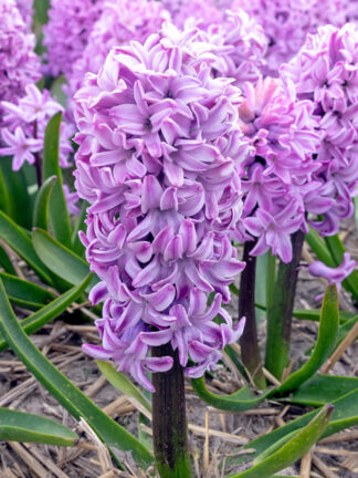 Jácint Purple Voice