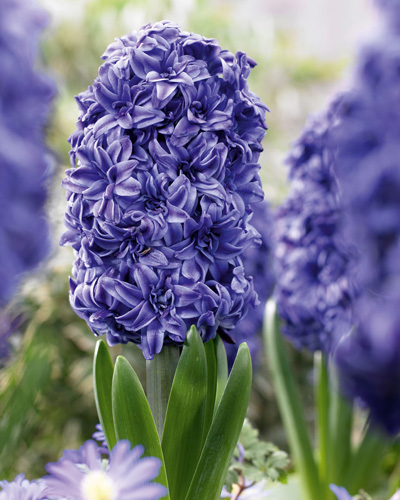 Jácint Double Blue