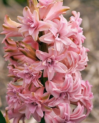 Jácint Double Pink