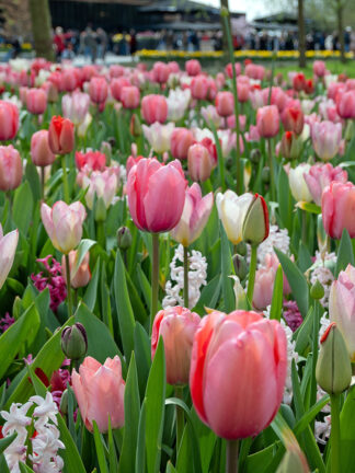 Pink álmok