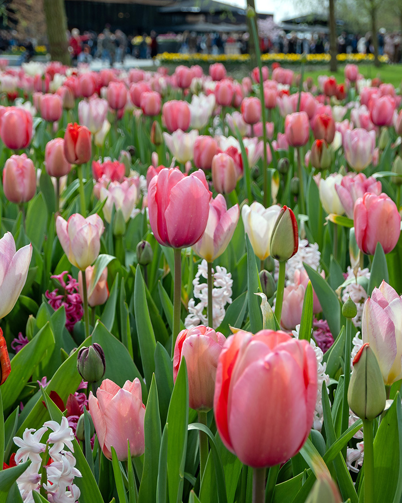 Pink álmok