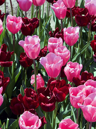Királynők