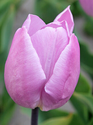 Tulip Candy Prince