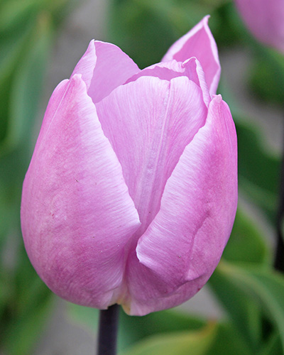 Tulip Candy Prince