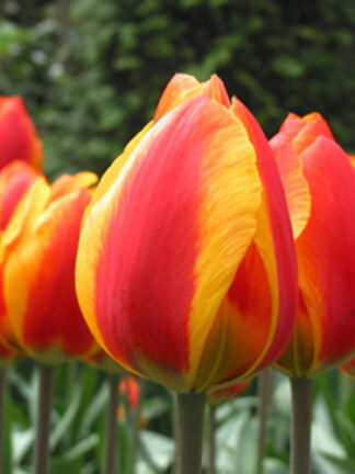 Tulip Flair
