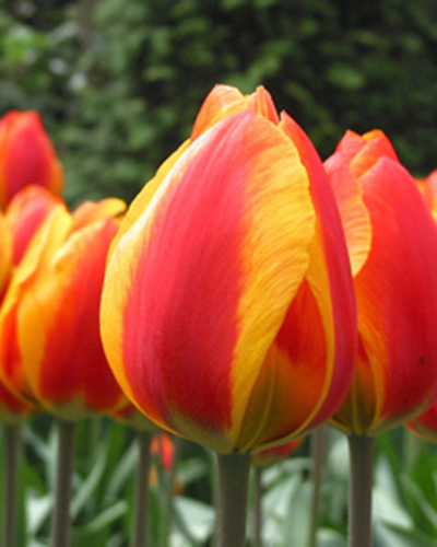 Tulip Flair