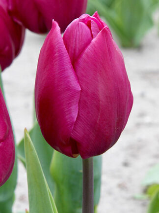 Tulip Purple Prince