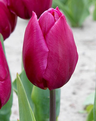 Tulip Purple Prince