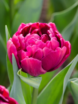 Tulip Alison Bradley