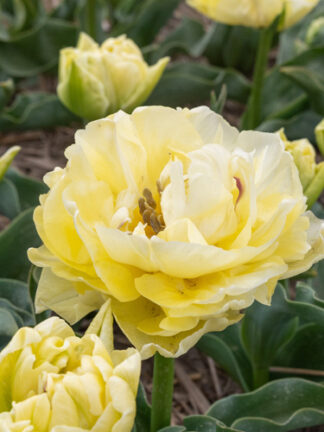 Tulip Avant Garde