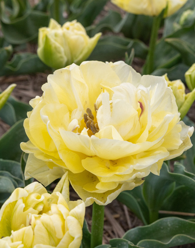 Tulip Avant Garde