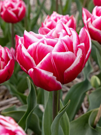 Tulip Columbus tulipán, virághagyma