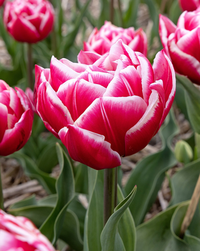 Tulip Columbus tulipán, virághagyma