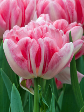 Tulip Foxtrot