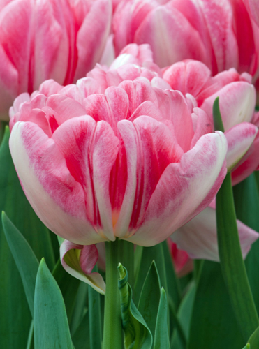 Tulip Foxtrot