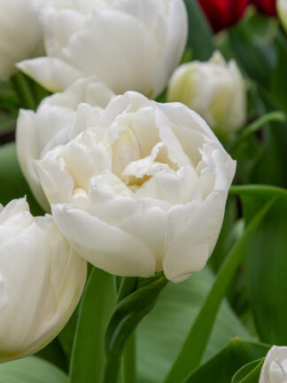 Tulip Mondial
