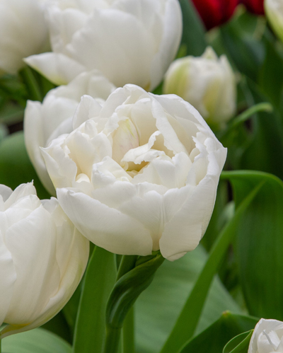 Tulip Mondial