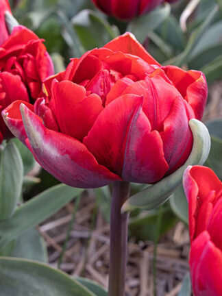 Tulip Royal Acres tulipán, virághagyma
