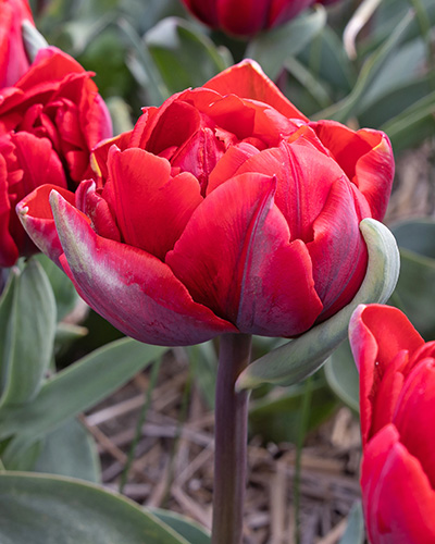 Tulip Royal Acres tulipán, virághagyma