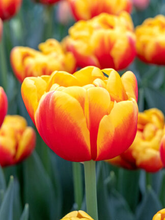 Tulip Shell