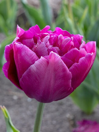 Tulip Showcase