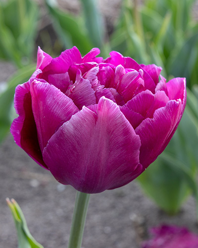 Tulip Showcase