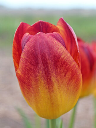 Tulip Amberglow