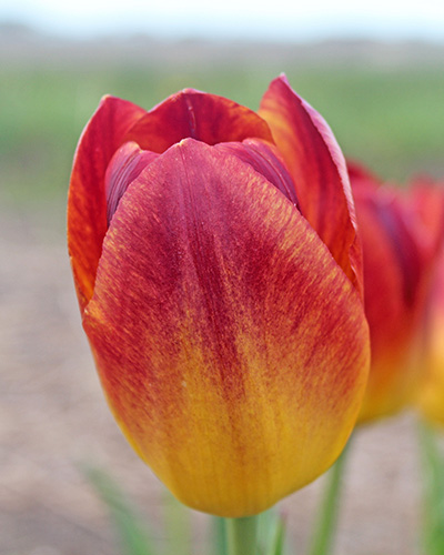 Tulip Amberglow
