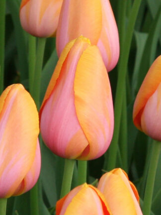 Tulip Apricot Favourite tulipán, virághagyma