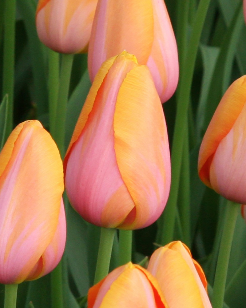 Tulip Apricot Favourite tulipán, virághagyma