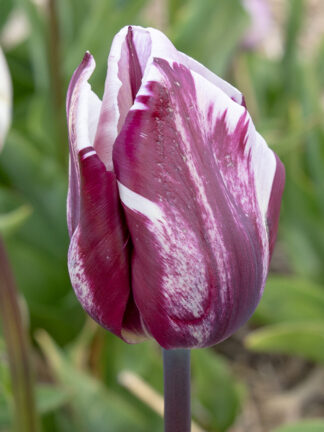 Tulip Bojangles