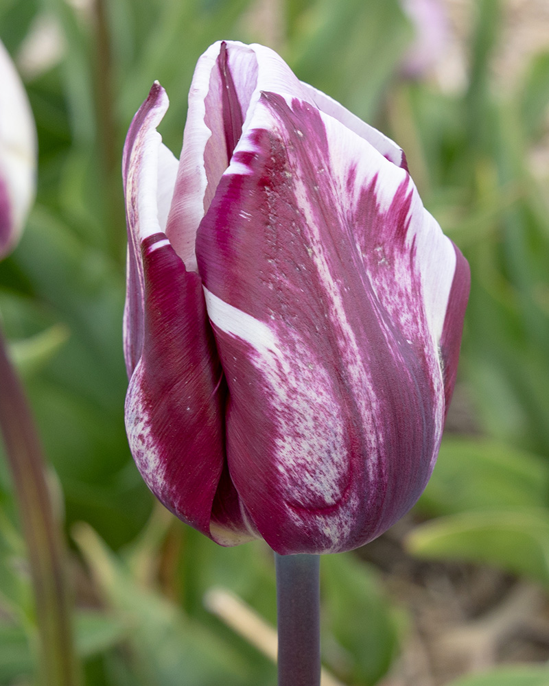 Tulip Bojangles