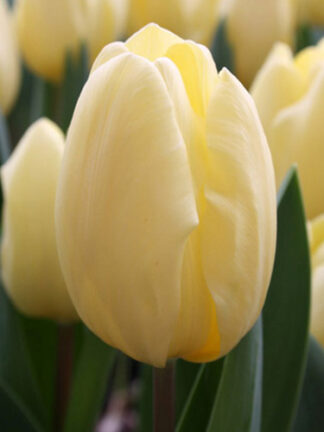 Tulip Creme Fraiche