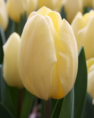 Tulip Creme Fraiche