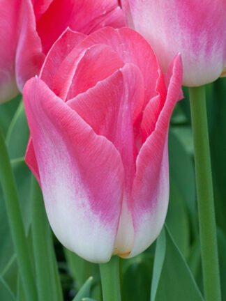 Tulip Dynasty