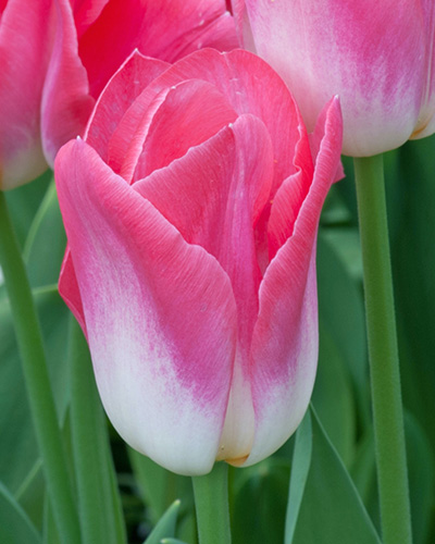 Tulip Dynasty