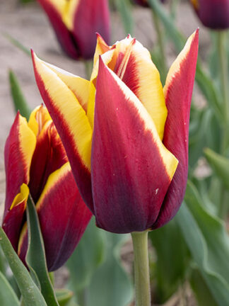 Tulip Gavota