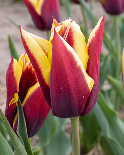 Tulip Gavota