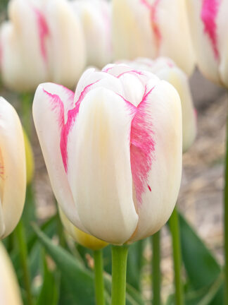 Tulip Graceland