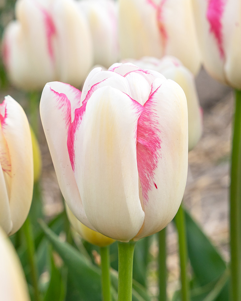Tulip Graceland