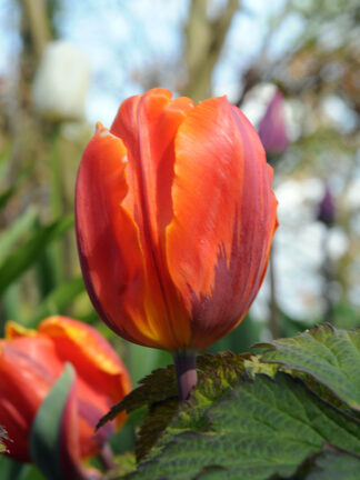 Tulip Hermitage tulipán, virághagyma