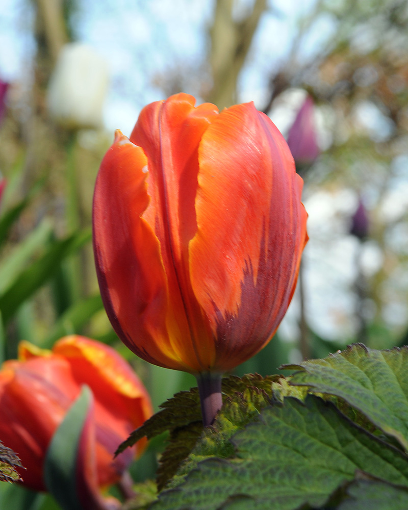 Tulip Hermitage tulipán, virághagyma