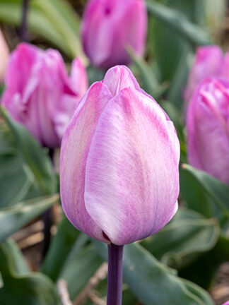Tulip Jakuzzi