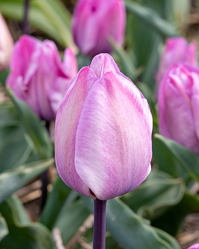 Tulip Jakuzzi