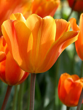 Tulip Jimmy