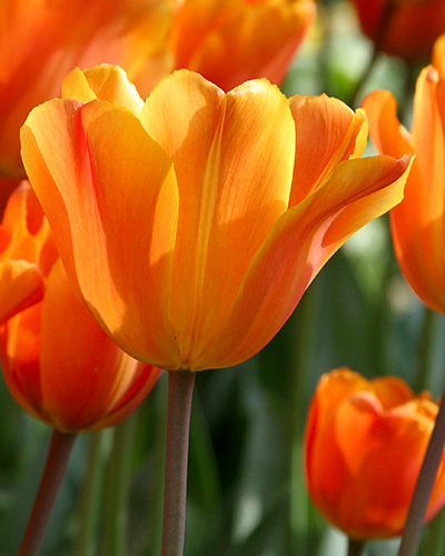 Tulip Jimmy