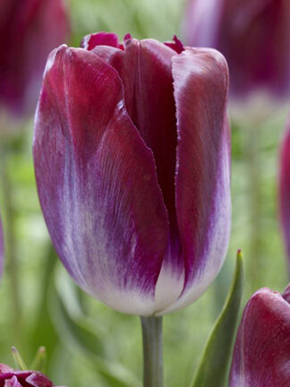 Tulip Kansas Proud